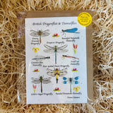 Shaun Stevens Seed Greetings Card