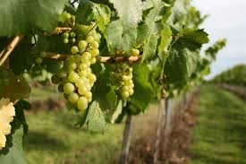 Vineyard Image Langham Wines